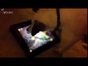 小狗在iPad上玩水果忍者