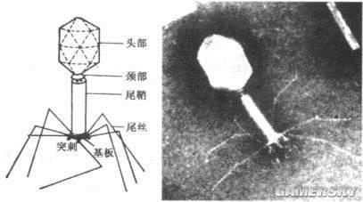 逗游网