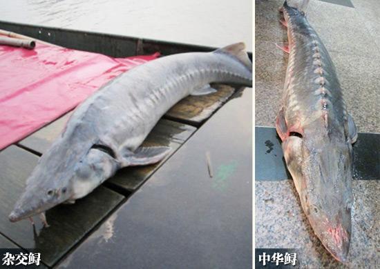 扬州渔民8月捕获的鲟鱼（图片来自扬州晚报）