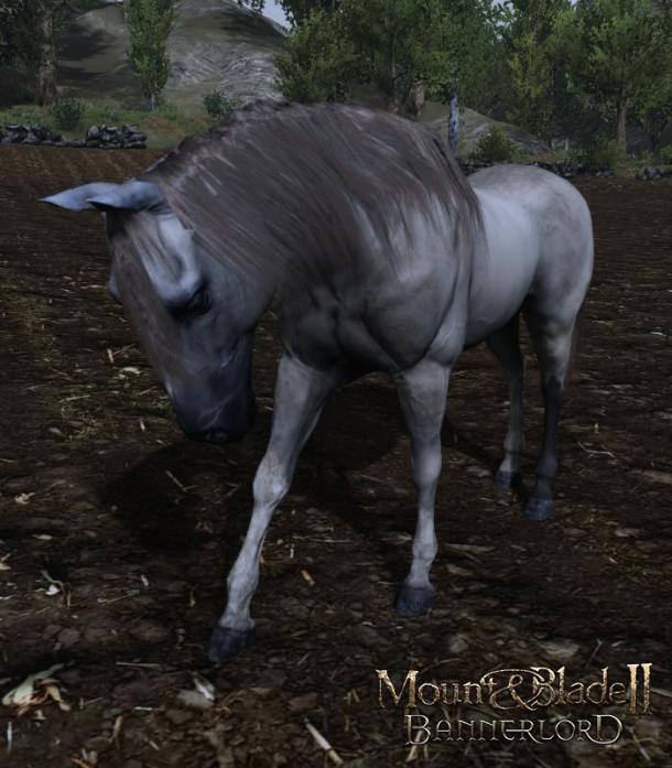 《騎馬與砍殺2》六種馬匹介紹 哪匹馬才是你的最愛(ài)