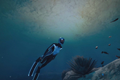 《深海超越》公布玩法介绍预告片 领略海底世界的魅力