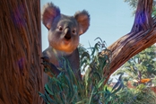 动物园之星澳大利亚DLC新增内容一览