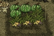 饑荒聯(lián)機版種瓜得瓜無肥料種植方法詳解