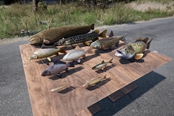 SCUM魚類圖鑒 全魚類外觀分享
