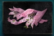 艾爾登法環(huán)毒花獲取方法介紹 毒花在哪得