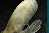 艾爾登法環(huán)陸生海鞘卵獲取方法一覽
