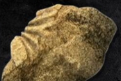 艾爾登法環(huán)野獸蝦點位分享 蝦在哪